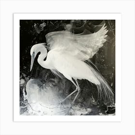 White Egret 3 Art Print