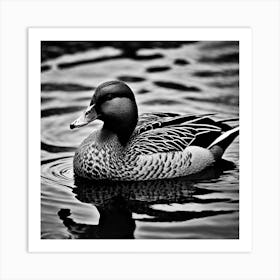 Female Brown Mallard Duck Floating Black And White Art Print