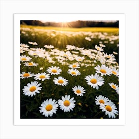 Daisy Field At Sunset Art Print