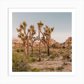 Joshua Tree Desert Art Print