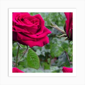 Red Roses Art Print