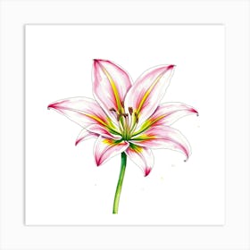 Pink Lily 8 Art Print