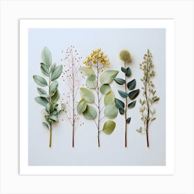 Eucalyptus Leaves Art Print