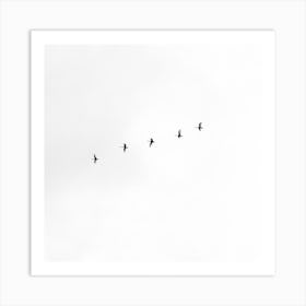 Flock Of Birds Art Print