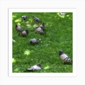 Pigeons In The Park Art Print