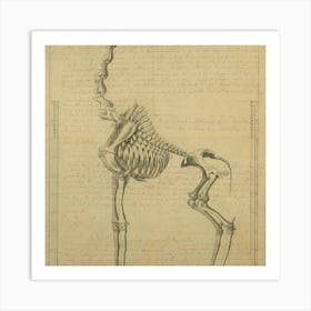 Giraffe Skeleton Art Print