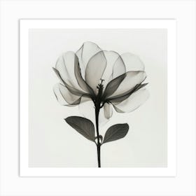 Floral Art 0010 Floral 0010 Botanical Assets 0026 Bp6586 Minimalist Soft Bright X Ray Scandinavian Minimalist P 351053 Art Print