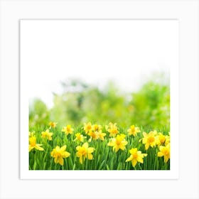 Daffodils Art Print