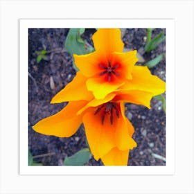 Orange Tulips Art Print