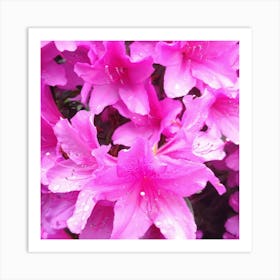 Pink Azaleas 7 Art Print