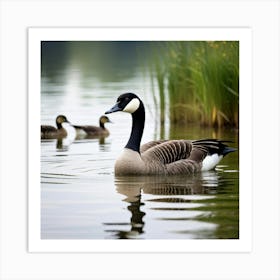 Canadian Geese 44 Art Print