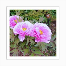 Pink Peonies in Japan 4 Art Print