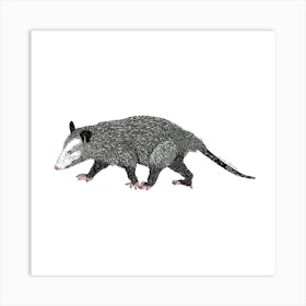 Opossum Art Print