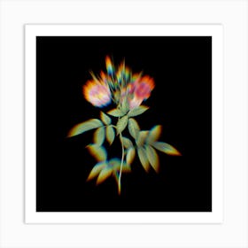 Prism Shift Hudson Rose Botanical Illustration on Black Art Print