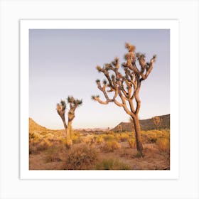 Warm Joshua Tree Sunset View Art Print