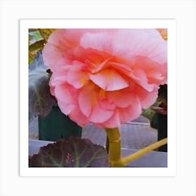 Begonia 18 Art Print