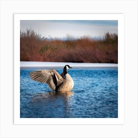 Firefly Head, Lake, Canada, Bird, Outdoors, Canadian Goose, Winter, Resting, Wing, Fowl, Water Bird, (10) Art Print