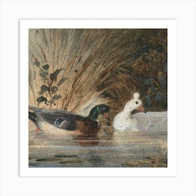 Ducks 3 Art Print