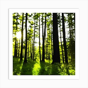 Sunbeams In The Forest Art Print