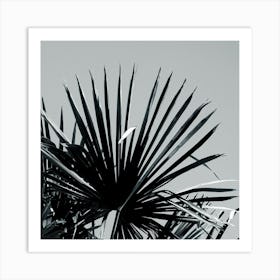 Palm Tree Leaf Close Up Photo Black And White Square Kitchen Living Room Grey Gray Nature Plant Art Print