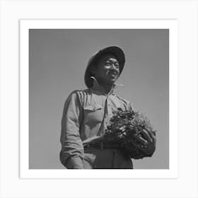 Malheur County, Oregon, Japanese American Farm Worker With Celery Plants By Russell Lee Art Print