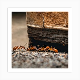 Ants On The Ground 3 Art Print