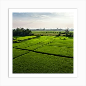 Grow Plant Green Background Field Aerial Landscape Pattern Agriculture Grass Harvesting C (2) Art Print