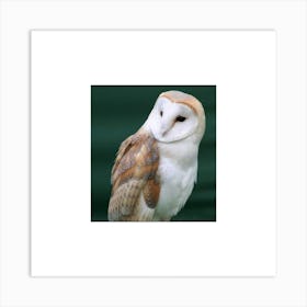 Barn Owl Art Print