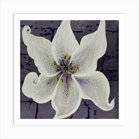 White lily Art Print