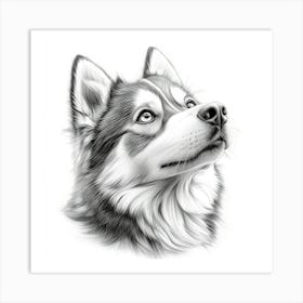 Siberian Husky 3 Art Print