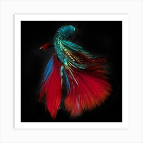 Siamese Betta Fish 3 Fine Art Print Art Print