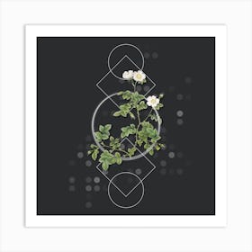 Vintage White Sweetbriar Rose Botanical with Geometric Line Motif and Dot Pattern n.0114 Art Print