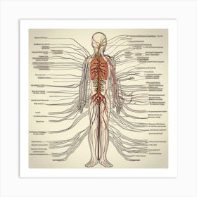 Human Circulatory System Art Print