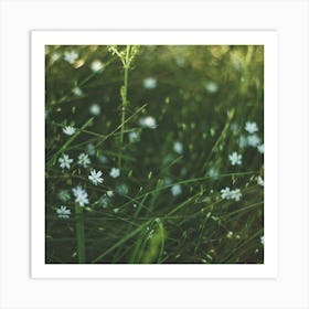 White Flowers In The Grass Art Print