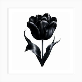 Black Tulip Art Print