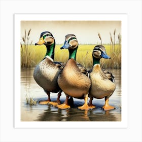 Mallard Ducks 4 Art Print