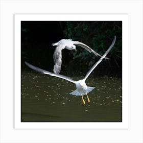 Seagulls In Flight Art Print