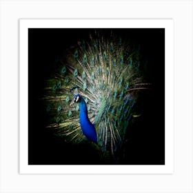 Peacock Bird Animal Art Print