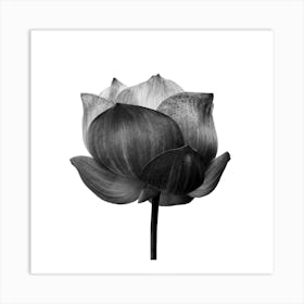 Lotus Flower 1 Art Print