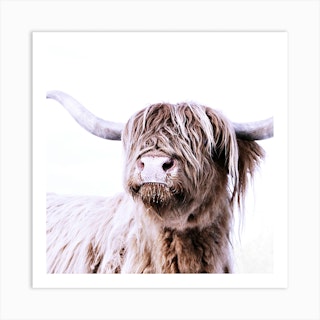 Highland Cattle Frida White Square Art Print