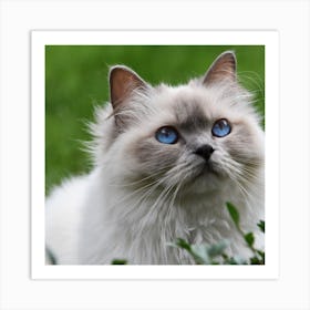 Blue Eyes Cat Art Print