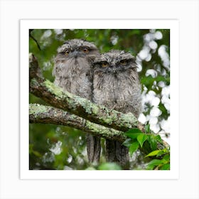 Two Owls Perched On A Branch Art Print