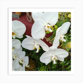 White Orchids Art Print