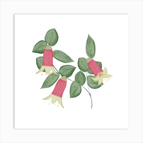 Fuchsia Canberra Bells Art Print