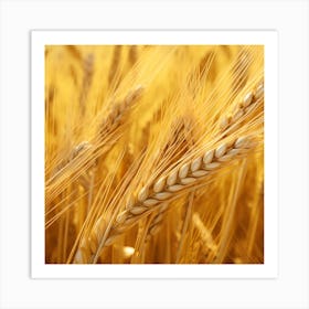 Golden Wheat 4 Art Print