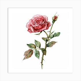 Watercolor Rose Art Print