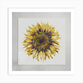 Sunflower 1 Art Print