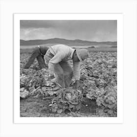 San Benito County, California, Japanese Americans Harvesting Lettuce While They Wait For Final Evacuation Art Print