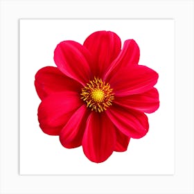 Red Dahlia Flower Art Print