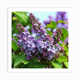 Lilas Art Print